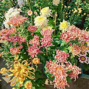 650 stuks chrysant winterharde zaden klein cadeau voor vrouwen Dendranthema morifolium, chrysant vlinder lila winterharde planten voor tuin duurzame geschenken
