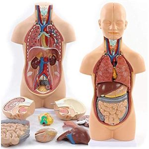 52 Cm Aseksuele Menselijke Torso Lichaamsmodel Anatomie Anatomical Interne Organen Afneembare 12 Delen Voor Leermiddelen Voor School
