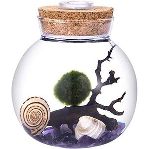 LED Terrarium Nachtlampje LED Aquarium Marimo Kit - Globe Glazen Pot met 2 Aquatische Mosbal Blauw Glas Kiezelstenen Fan Koraal Tak en Zeeschelpen Kantoor Unieke Verjaardagscadeaus (paars)