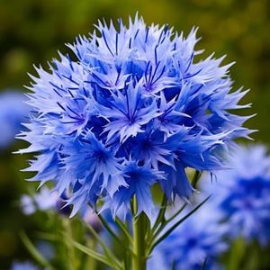 150 pc blauw Korenbloemzaden (Centaurea cyanus) - snijbloemzaden, kamerplantzaden balkonbloemen, winterharde buitenplanten Bloemen planten, paascadeaus kruiden zaden, zaden bloemenweide,