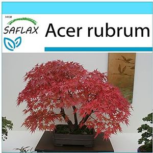 SAFLAX - Cadeauset - Bonsai - Rode Esdoorn - 20 Zaden - Met geschenkdoos, kaart, etiket en potgrond - Acer rubrum
