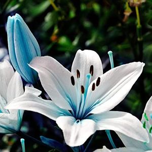 Haloppe 300 stks blauwe bloemen planten zaden voor thuis tuin planten, blauwe bloemzaden voor tuin Blauwe Lelie Zaden