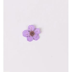 100 stuks mini geperste gedroogde narcis jonquilla bloem plant herbarium voor epoxyhars sieraden bladwijzer ansichtkaart nailart ambachtelijke DIY-licht paars