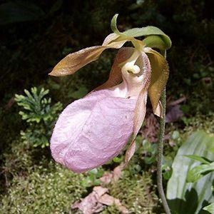 New Fresh 100pcs Pink Slipper Semi di fiori di orchidea