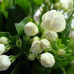 Saterkali Witte Arabische Jasmijn Zaden, 50st Witte Arabische Jasmijn Zaden Sier Bloem Tuin Balkon Bonsai Decor Jasmijn zaden