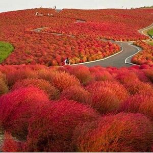 200 PCS Semi roveto ardente G61, Stunning Red Garden colori in autunno