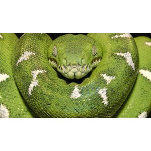 1.010 XP- & Vista Spiele Jubiläums-Edition (DVD-ROM)