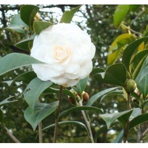 Bianco camelia giapponese (Camellia japonica) Albero pianta -USA- 5 semi