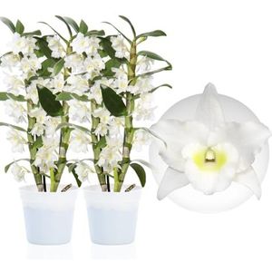 Bamboe Dendrobium Nobile Orchideeën White Passion, 2 Echte grote kamerplanten uit Nederland, 30-40 cm hoog, met bloemen en geurend (geen kunstmatige orchidee, zonder meststof en pot, geen zaad)