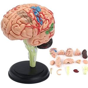 4D Anatomisch Menselijk Hersenmodel Anatomisch Menselijk Hersenmodel Anatomie Speelgoed, Voor School, Educatief Gebruik,