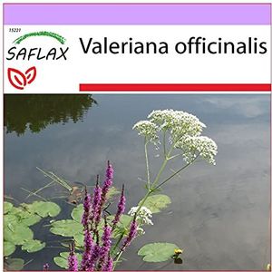 SAFLAX - Medicinale Planten - Valeriaan - 200 Zaden - Valeriana officinalis