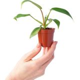 PLNTS - Baby Philodendron Florida Beauty Green - Kamerplant - Stekplantje 2 cm - Hoogte 25 cm