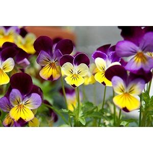 Seeds Germinazione dei semi: 100 - Semi: Johnny Jump-up Semi-delicatamente profumati fiori tricolori Questi sono una bellezza !!
