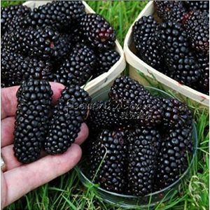 100nutritious Pre-stratificata Jumbo Semi Thornless Blackberry, succosa, dolce, sano di frutta
