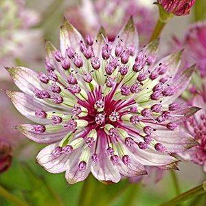 Seeds 30pcs major astrantia Flower seeds Large Masterwort bonsai flowers seed plants flowers in vase for the house decoration of the garden: Only seeds