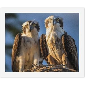 Osprey Eagle Vogels Schilderen op Nummers voor Volwassenen DIY Schilderen Kits Unframed Arts Crafts Gift