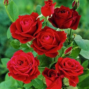 Saterkali Rozenzaden, 100 stks/zak Rozenzaden Rijke geur Polyantha Bloem Rode Bloei Huis Tuin Zaailingen voor Gazon rozen zaad