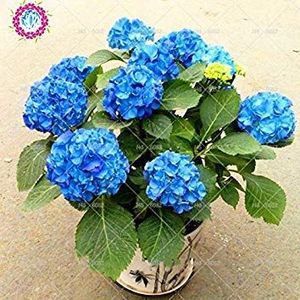 10pcs/bag blu Hydrangea di semi vari Ortensia Fiore semi china ortensia bonsai Viburnum pianta da vaso per la casa e il giardino 1