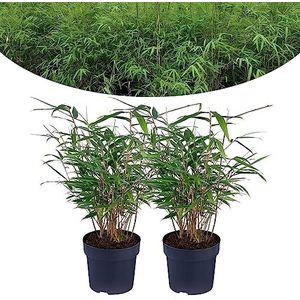 Happy Plants Fargesia Bamboeplant, 2 stuks, winterhard en niet groeiend, bamboeplant, winterhard, heggenplant, potplant, tuinplant, echte bamboe, vers uit de tuin