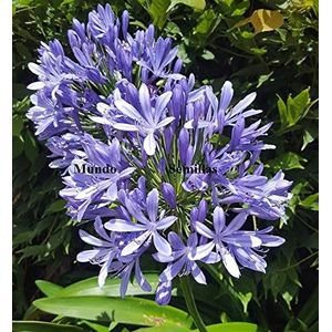 Portal Cool Agapanto Agapanthus Lily africani fiore blu 50 Seeds Seeds