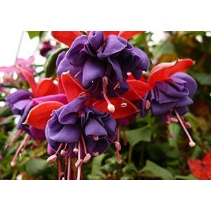 Seeds Big Purple Red Bell Flowers bonsai fuchsia garden flowery in plants hanging Flowers Fuchsia 50 pcs/pack, 83: 2: Only seeds