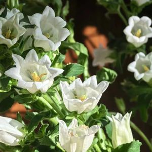 200 stuks Bellflower Campanula zaden decoratieve kantoorzaden balkonbed, zeldzame plantenserie, kamerplanten winterharde vaste planten meerjarige wilde bloemenweidezaden meerjarige tuinbloem