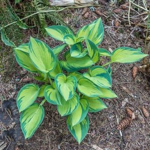 200 stuks hosta zaden - serre balkon Hosta plantaginea, hosta winterharde potplanten wilde wijn winterhard sierplanten tuinplanten winterhard tuingeschenk oude variëteiten zaden kamerplanten