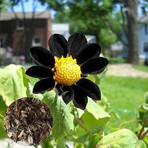 SANWOOD Black Dahlia Seeds, 20Pcs Black Dahlia Seeds Rare Landscaping Natural Potted Plant Seedlings for Courtyard