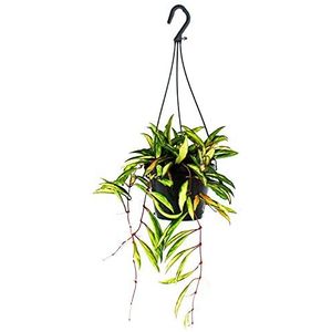 Exotenherz - Kamerplant om op te hangen - Hoya wayetii driecolor - waxbloem 14cm stoplicht
