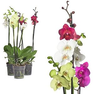 3 stuks Phalaenopsis, 2 stuwen, orchidee, bloeiend, 9 cm pot, orchidée