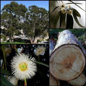 25 TASMANIAN BLUE GUM tree seed/EUCALYPTUS Globulus flower Seeds *Comb S/H by Seedville