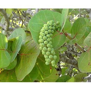 50 semi freschi Coccoloba uvifera Sea Grape