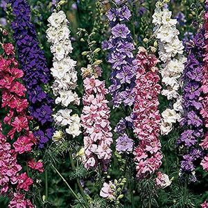 SANWOOD Delphinium Seeds Flower Seeds for Home Garden Planting, 1000Pcs Delphinium Seeds Annual Gardening Gift Larkspur Seeds for Outdoor