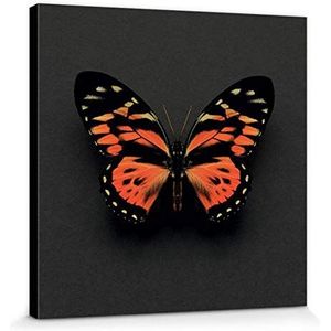 1art1 Vlinders Poster Kunstdruk Op Canvas Tiger Butterfly, Alyson Fennell Muurschildering Print XXL Op Brancard | Afbeelding Affiche 30x30 cm