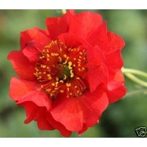 50 + EXTRA LARGE semi rossi Tramonto ardente GEUM fiore/PERENNE