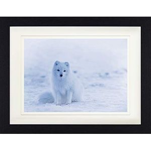 1art1 Vossen Poster Little Arctic Fox Puppy In The Snow Ingelijste Foto Met Passepartout | Muur Foto's | In Een Fotolijstje 40x30 cm