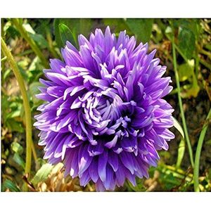 Seeds 50 semi aster (Callistiphus high double womb Lavender Blue) Combsh D65: Only Seeds