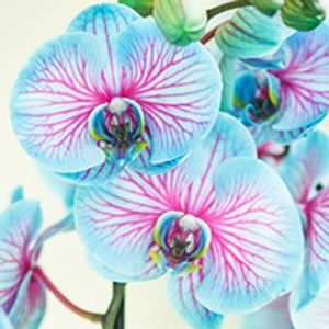 Saterkali Orchideeën Zaden, 100 stks/zak Orchideeën Zaden Gemakkelijk Planten Hoge Opbrengst Bloeiende Blauwe Bloem Orchideeën Planten Zaden voor Veranda Zaad