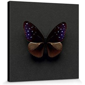 1art1 Vlinders Poster Kunstdruk Op Canvas Euploea Mulciber Butterfly, Alyson Fennell Muurschildering Print XXL Op Brancard | Afbeelding Affiche 30x30 cm