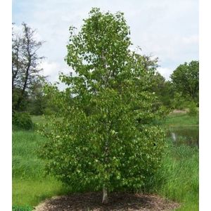 Giapponese White Birch, Betula platyphylla japonica Whitespire, semi di albero (veloce) 50