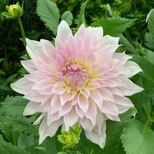 8 stuks dahliaknollen kopen - dahliabollen - bijvriendelijke bloemen, bloembed Dahlia Dahlia bol Bloembollen meerjarig winterhard, bloemen cadeau klimplanten winterharde hydrocultuurplanten