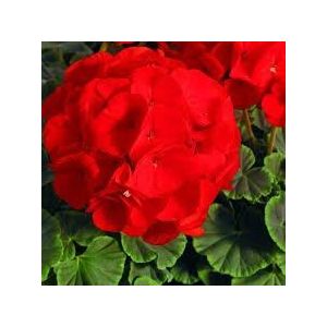 Vendere bene! 120 particelle/Bag Mini Geranium flower seed Bonsai Semi perenne fiore Pelargonium peltatum semi, varietà di colori, 11