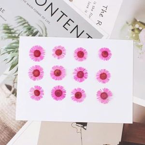 12 stuks geperste gedroogde Conyza Canadensis vulstof bloem voor epoxyhars sieraden maken ansichtkaart frame telefoonhoes ambachtelijke DIY-roze rood