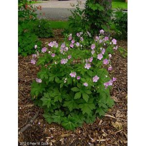 Wild Geranium, Geranium, Wild, Geranium maculatum, organic, 50 seeds, medicinal: Only Seeds