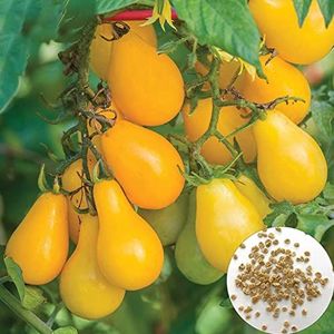 50Pcs Yellow Cherry Tomato Seeds Pack | Non-GMO Potted Vegetable Fruit Seedlings for Farm Seeds 1size: Seeds:Seeds