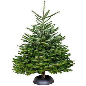 Echte Nordmann Kerstboom - Gezaagd Zonder Kluit - 150-175 cm