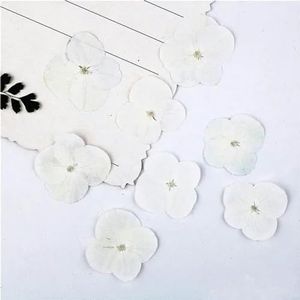 Natuur witte kleurencombinatie geperste bloemen, eeuwige roos voor doe-het-zelf bladwijzer cadeaukaart huwelijksuitnodiging, nail art gezichtsdecor-12pcs 2,5-3cm