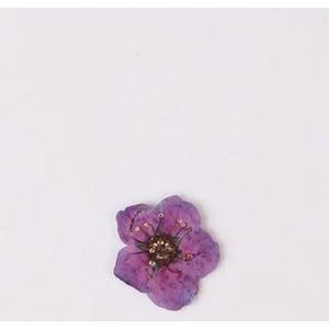 100 stuks mini geperste gedroogde narcis jonquilla bloem plant herbarium voor epoxyhars sieraden bladwijzer ansichtkaart nailart ambachtelijke diy-diep paars