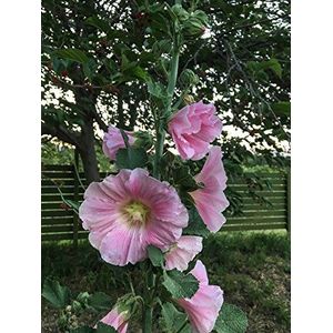 30 pezzi di semi di fiori di malvarosa rosa