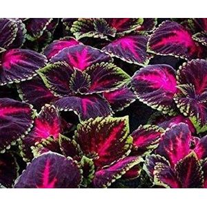 Seeds Kong Red Giant Coleus Herbs 20 Seeds Garden Mosquito Repellent Plant Rare Flower